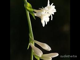 augmented_Polianthes tuberosa flower6_rotated_270.jpeg